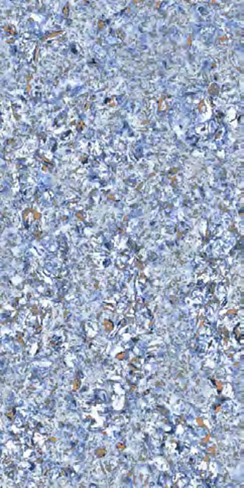 Bylss Azul — Glossy finish, 600 x 1200 mm